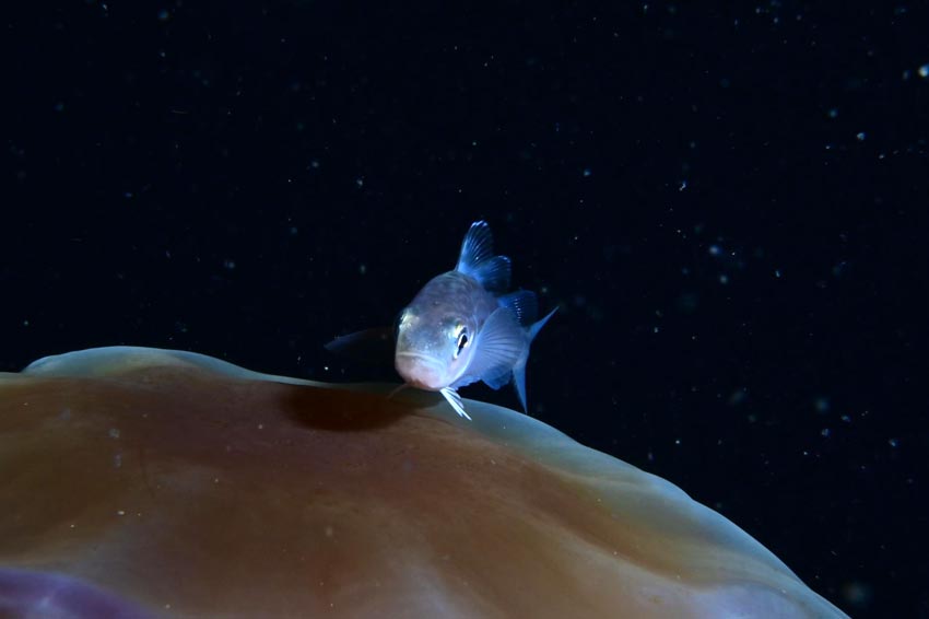 Tore Vidar Knutsmoen