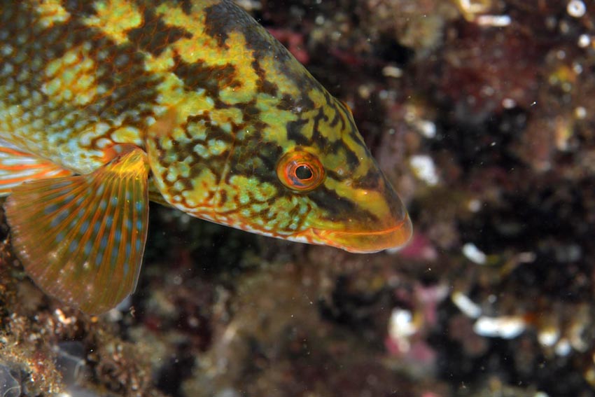 Christopher Andersen