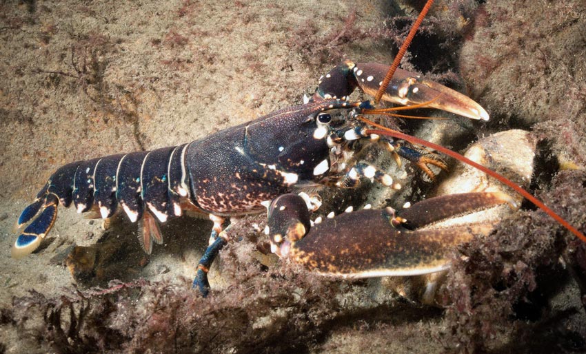 Hummeren fredes flere steder