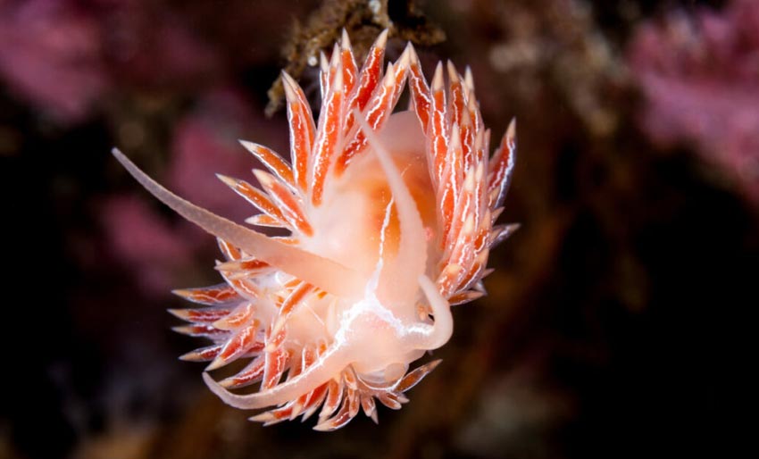 Bli med på nakensneglesafari