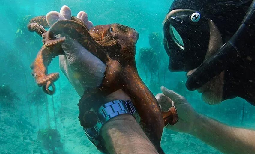 Hva jeg lærte av en blekksprut