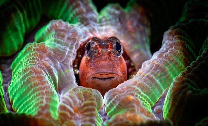 Bli med i Ocean Art 2025