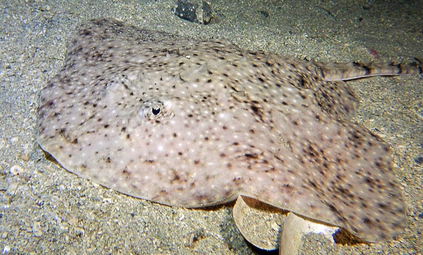 Halvparten av skatene er truet