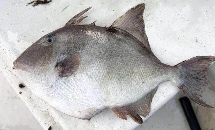 To funn av sjelden avtrekkerfisk