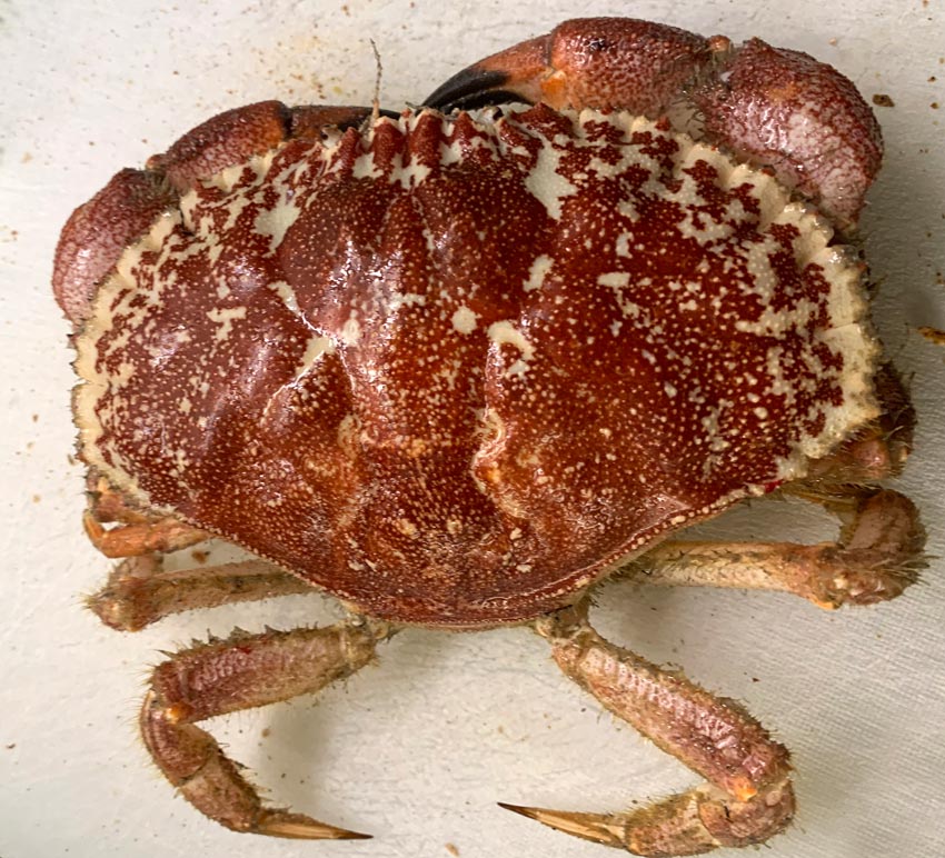 Fikk sjelden krabbe i trålen