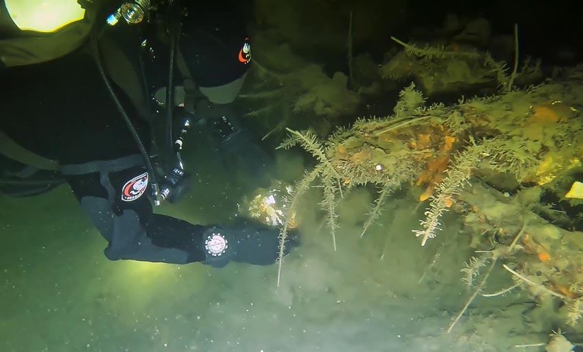 Vrakfunn i Drammensfjorden