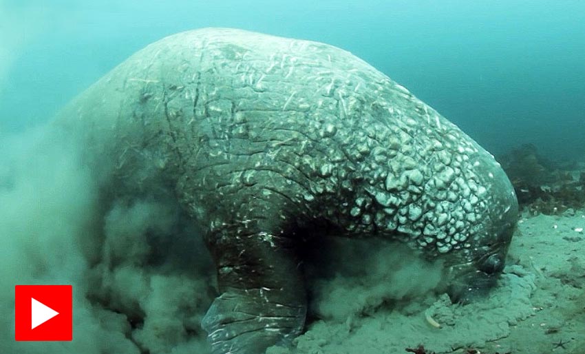 Slik spiser hvalrossen