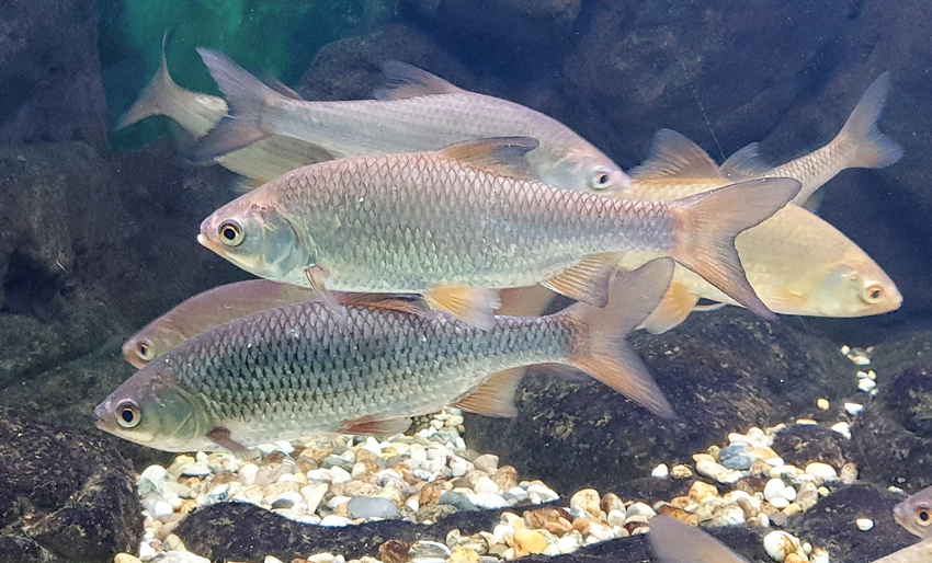 Dette gjør fisken mindre redd