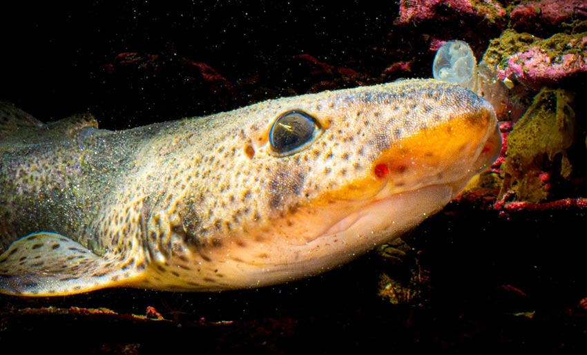 Dykket med hai i Indre Oslofjord