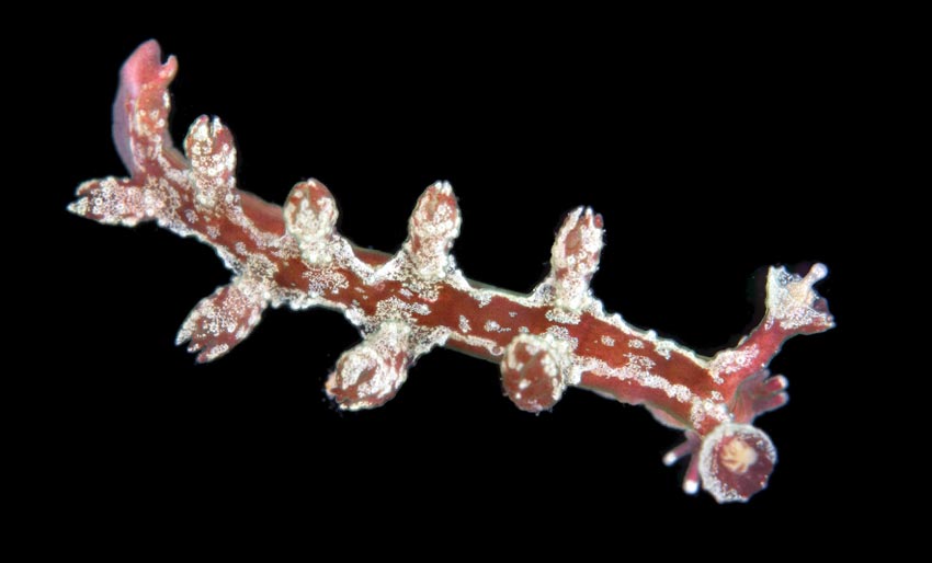 Denne fikk «julete» navn