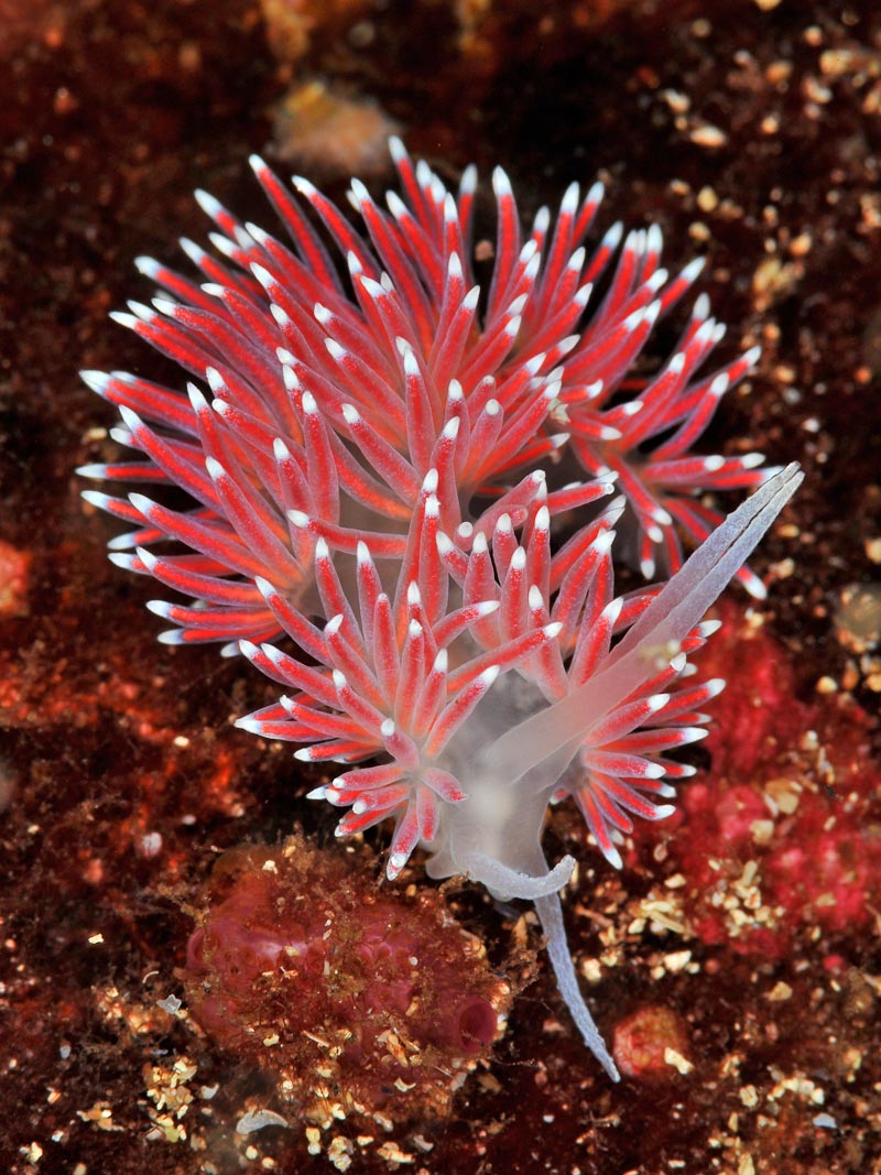 Carronella pellucida