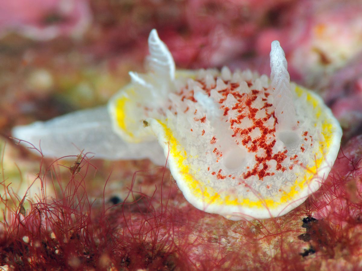 Diaphorodoris luteocincta