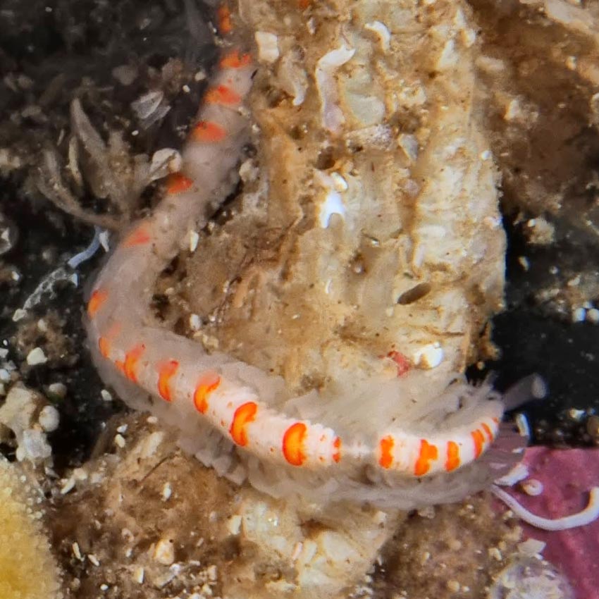 Myrianida pinnigera