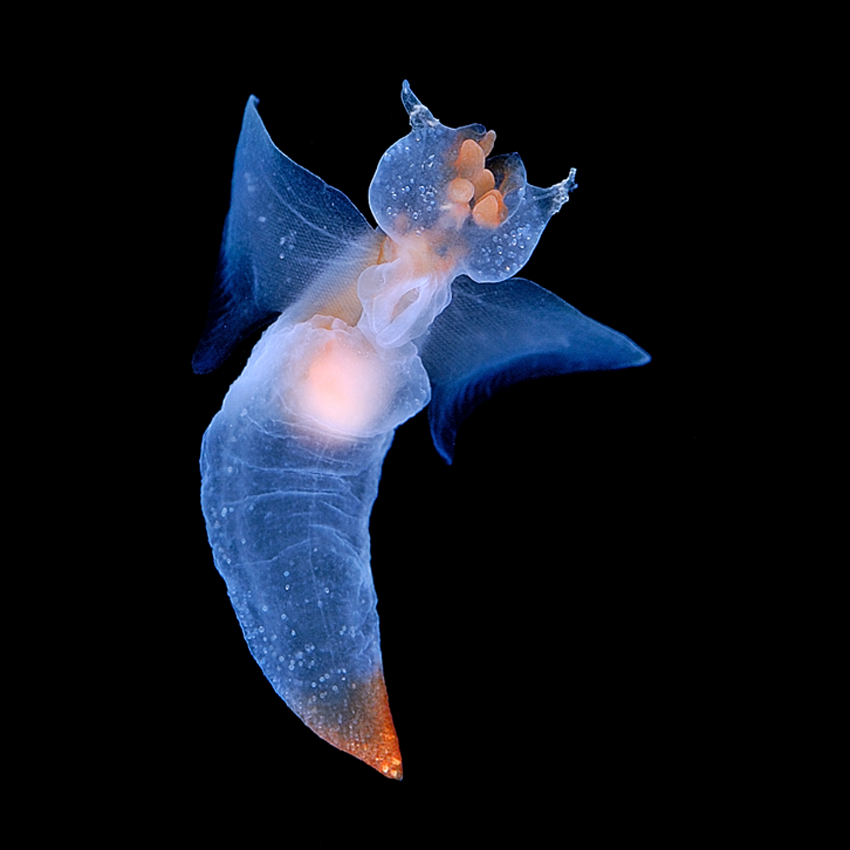 Clione limacina