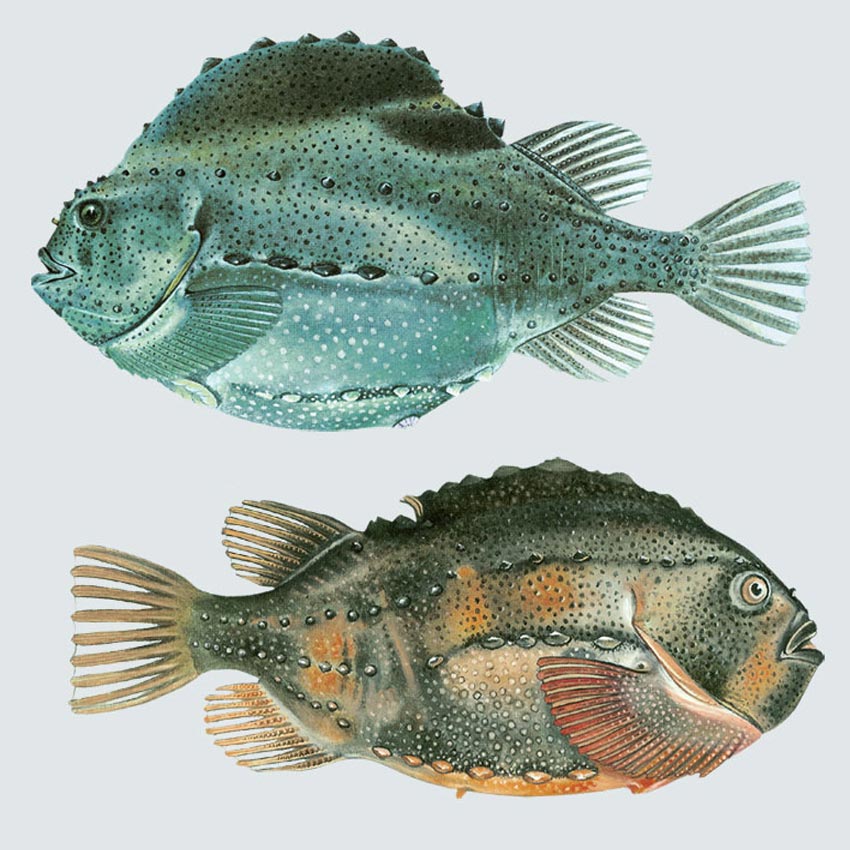 Rognkjeks og rognkall