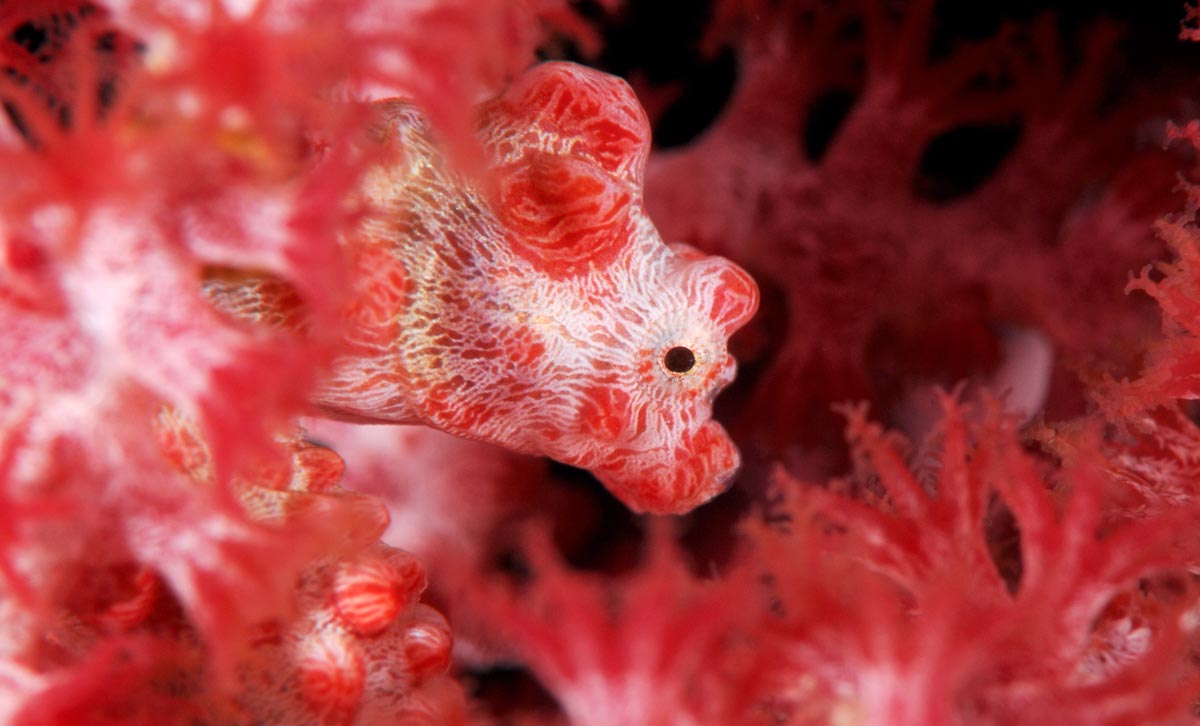 Hippocampus bargibanti