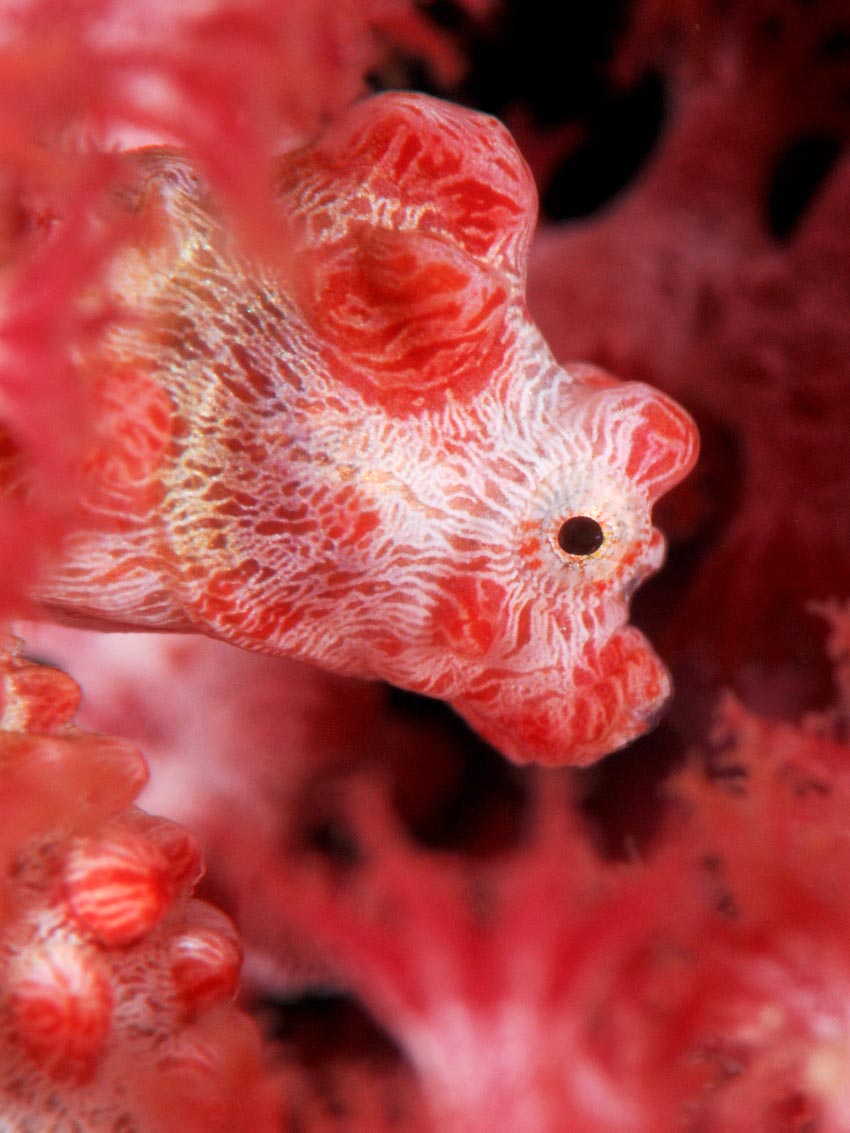 Hippocampus bargibanti