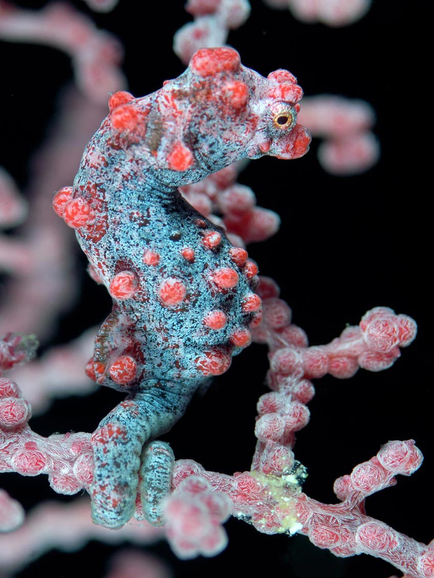 Hippocampus bargibanti