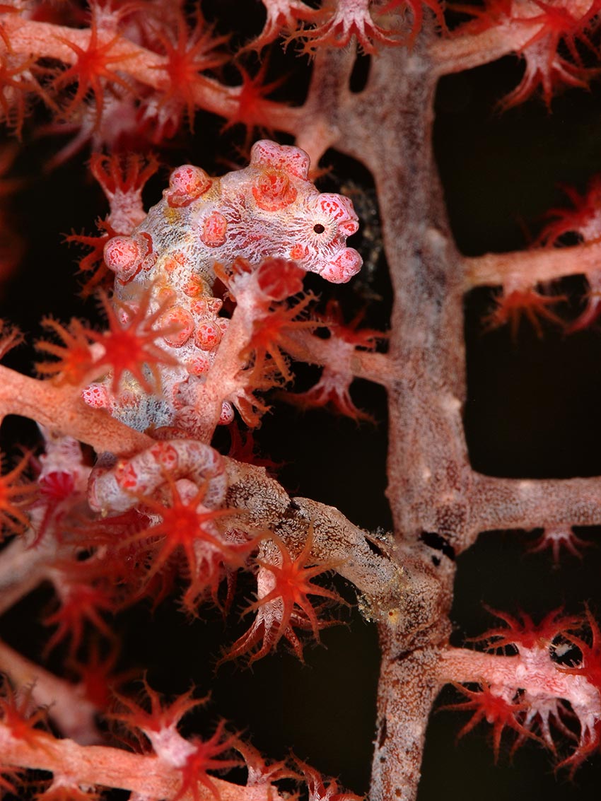 Hippocampus bargibanti