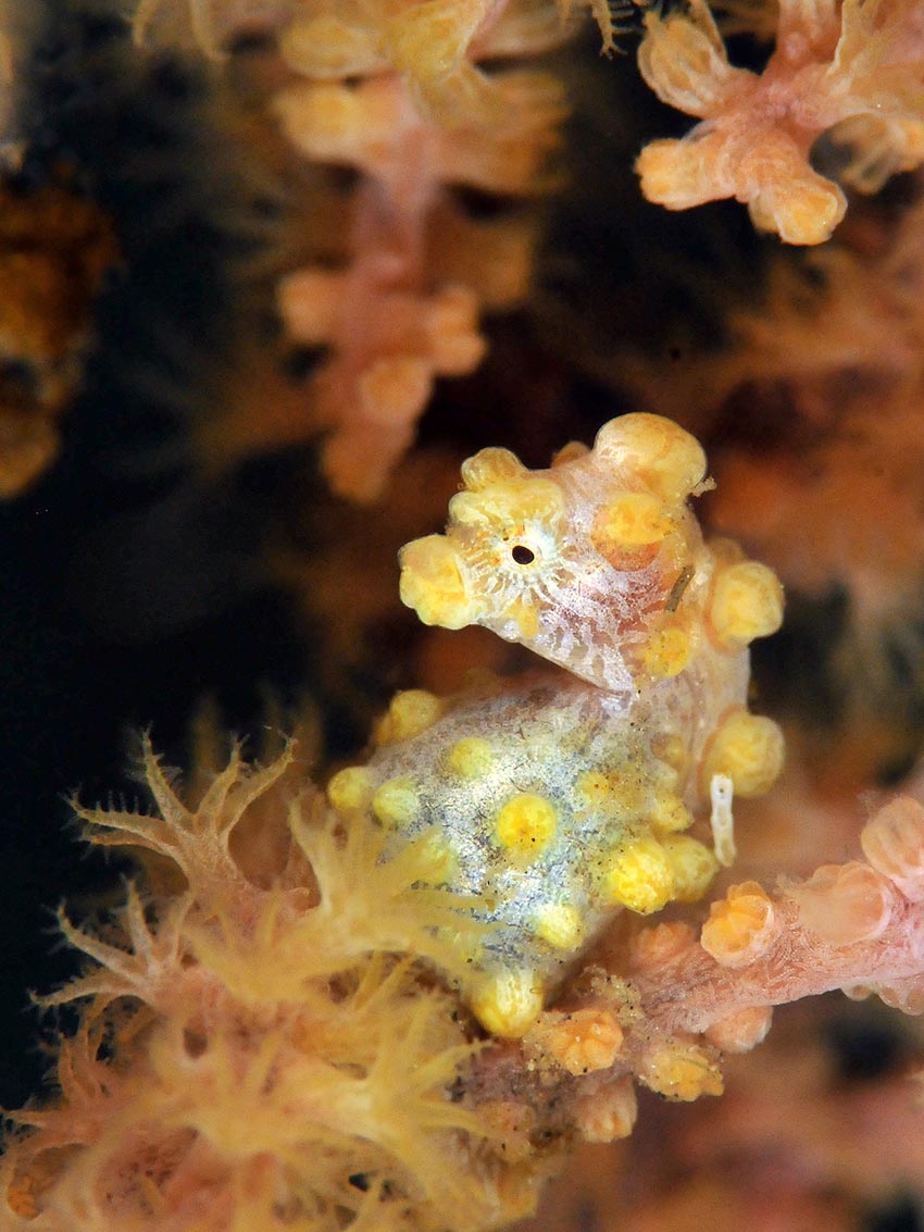 Hippocampus bargibanti