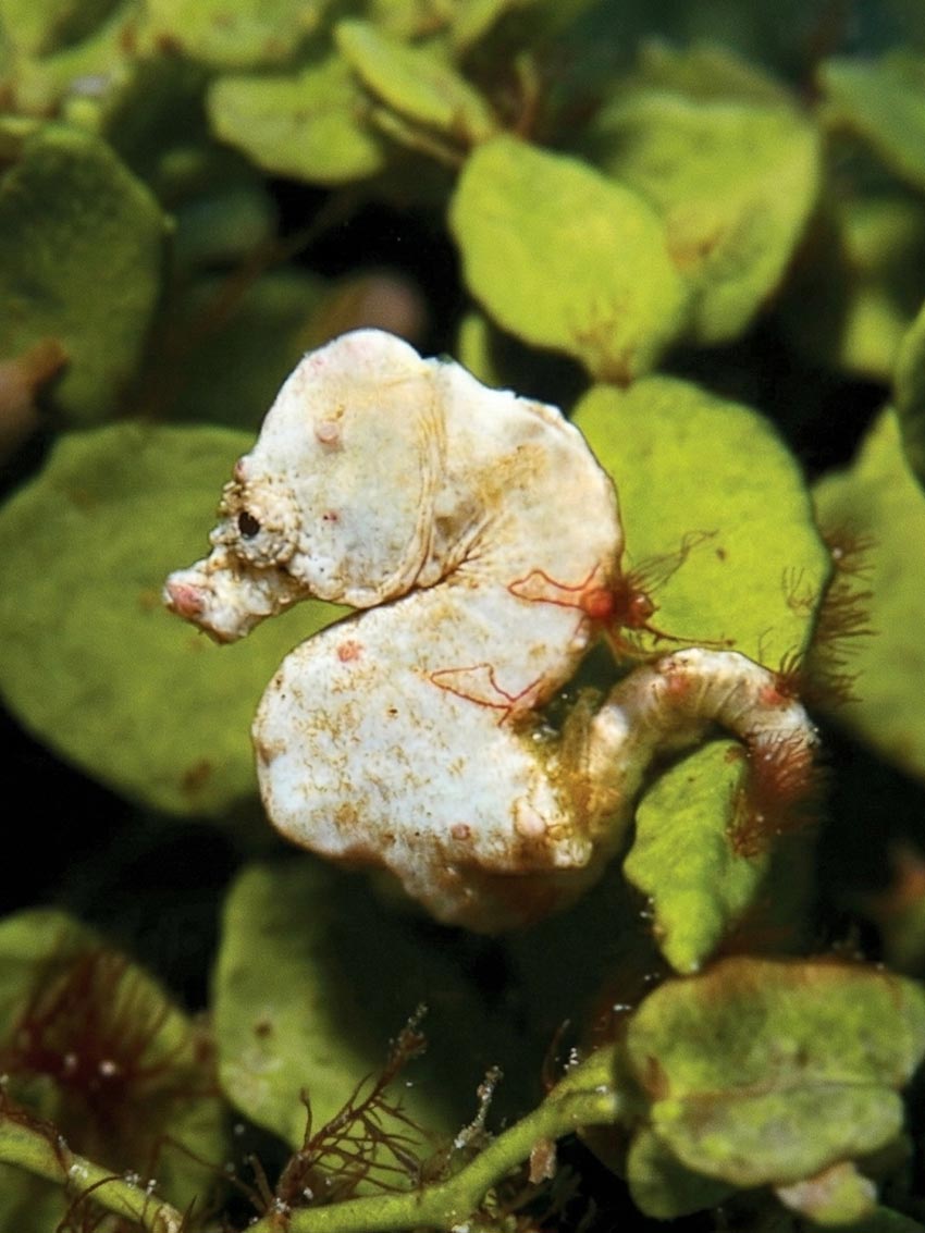 Hippocampus colemani