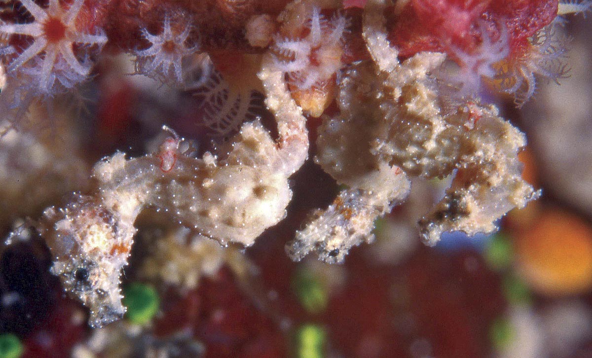 Hippocampus satomiae