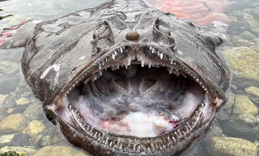 Hurra – nå gyter breiflabben