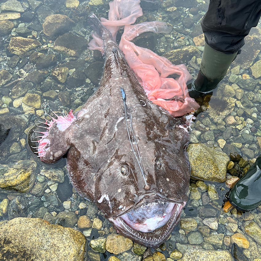 Nå gyter breiflabben