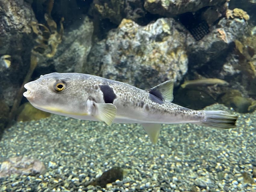 Takifugu rubripes