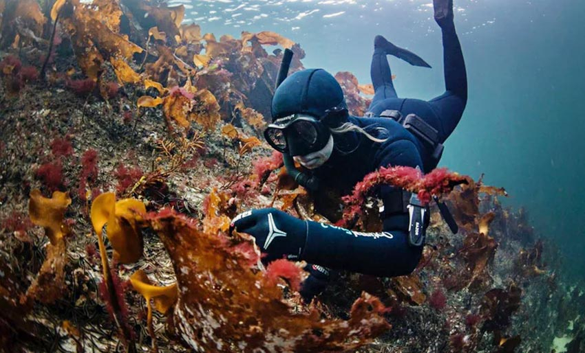 Bli med på fjæresafari i kveld