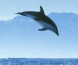 Fem av de beste delfin-scenene