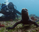 Dykk med iguaner på Galapagos
