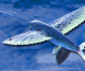 Artige fakta om flygefisk