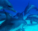 Gjengoppgjør mellom delfiner