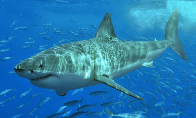 Møt hvithaiene på Guadalupe
