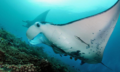 Mantaen gir pussefiskene instruksjoner