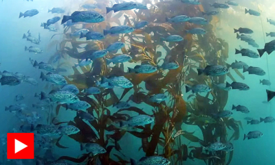 Fantastisk tareskog i California