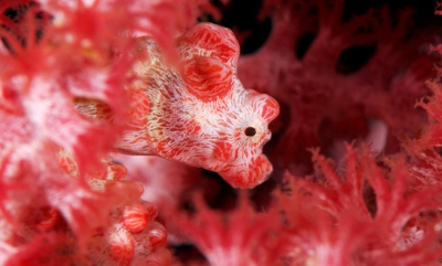 Pygmésjøhestene er bittesmå mirakler