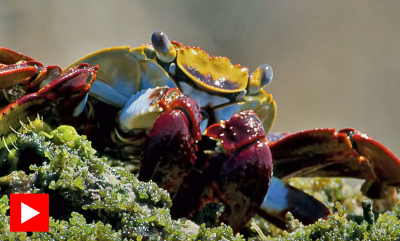 Murene og blekksprut jakter på land