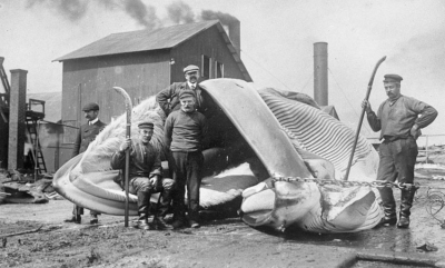 Var hvalfangerne bekymret?