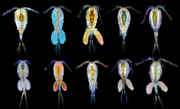 Plankton – havets mikroskopiske helter