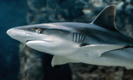 Vi feirer Shark Awareness Day