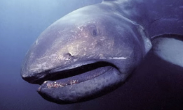 Megamouth: Haien med den digre kjeften