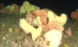 Fant digert korallrev på Vestlandet