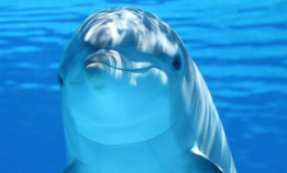 Dokumentar: Delfiner og hval
