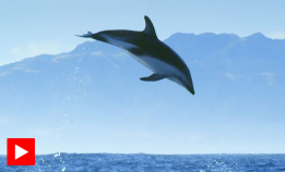 De 5 beste scenene med delfiner