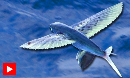 Artige fakta om flygefisk