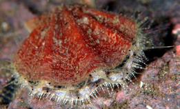 Dette skjellet har fått nytt navn