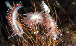 Nå har de skiftet navn – igjen