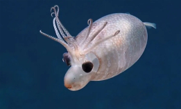 Er dette verdens søteste blekksprut?